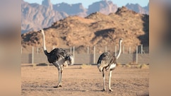 100 साल बाद अचानक सऊदी अरब के रेगिस्तान में 'चमत्कार', लौट आया ये रहस्यमयी पक्षी