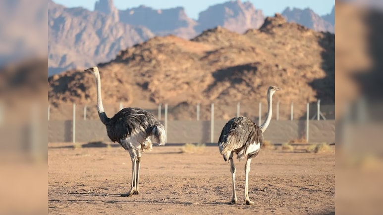 100 साल बाद अचानक सऊदी अरब के रेगिस्तान में 'चमत्कार', लौट आया ये रहस्यमयी पक्षी