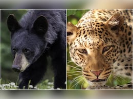 उत्तराखंड के पौड़ी जिले में तेंदुए और भालू का ऐसा खौफ, स्कूल से लेकर आंगनबाड़ी केंद्र तक बंद