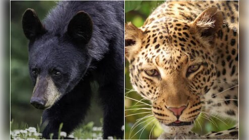 उत्तराखंड के पौड़ी जिले में तेंदुए और भालू का ऐसा खौफ, स्कूल से लेकर आंगनबाड़ी केंद्र तक बंद