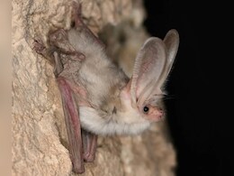 54 साल बाद अचानक सामने आ खड़ा हुआ 'क्रीचर', रेगिस्तान में छिपा था रहस्य, वैज्ञानिक भी नहीं समझ पाए कारण