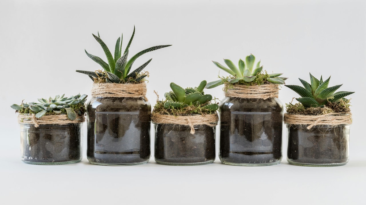 Best Indoor Plants To Gift for New Year With Card Messages: Top 6 Picks