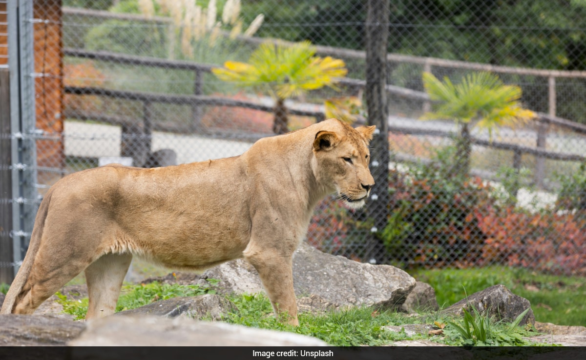 Brazilian Teenager, Who Wanted To Work With Animals, Mauled To Death By Lion At Zoo