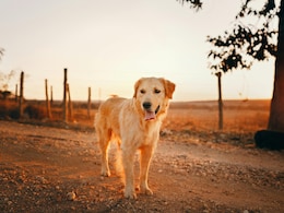 American Woman Files Court Case To Classify Pet Dog As Dependent: 'She's Like My Daughter'