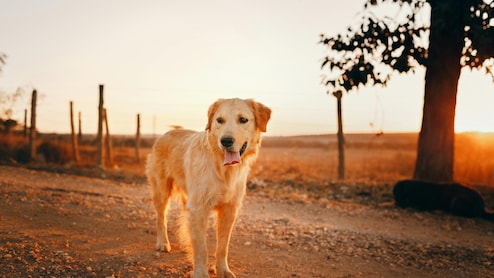 American Woman Files Court Case To Classify Pet Dog As Dependent: 'She's Like My Daughter'