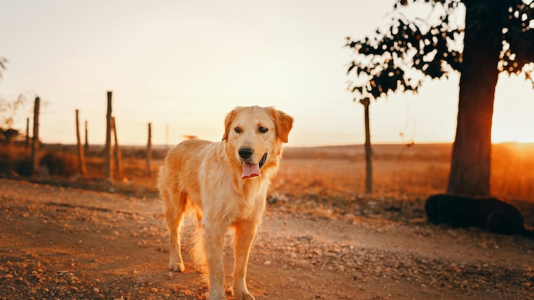 American Woman Files Court Case To Classify Pet Dog As Dependent: 'She's Like My Daughter'