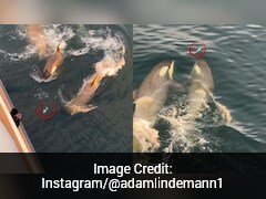 Watch: Dramatic Video Shows Killer Whales Chasing Lone Penguin In Ocean