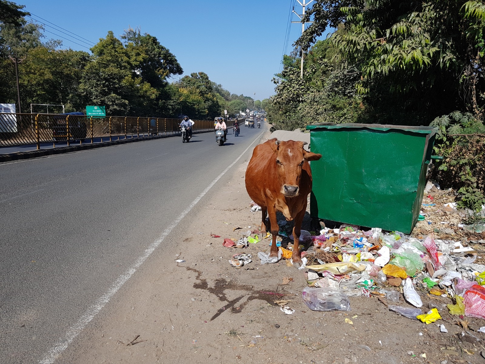 Madhya Pradesh Records One Fatal Cattle-Related Road Accident Every Three Days: Government Data Reveals Growing Crisis