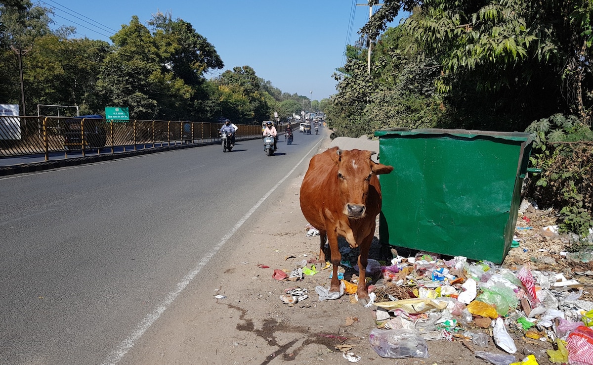 Madhya Pradesh Sees One Deadly Cattle-Related Accident Every Three Days: Data