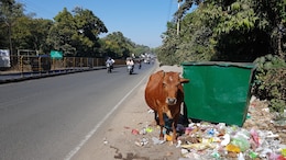 Madhya Pradesh Sees One Deadly Cattle-Related Accident Every Three Days: Data