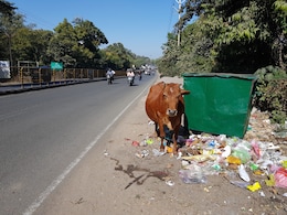 Madhya Pradesh Sees One Deadly Cattle-Related Accident Every Three Days: Data