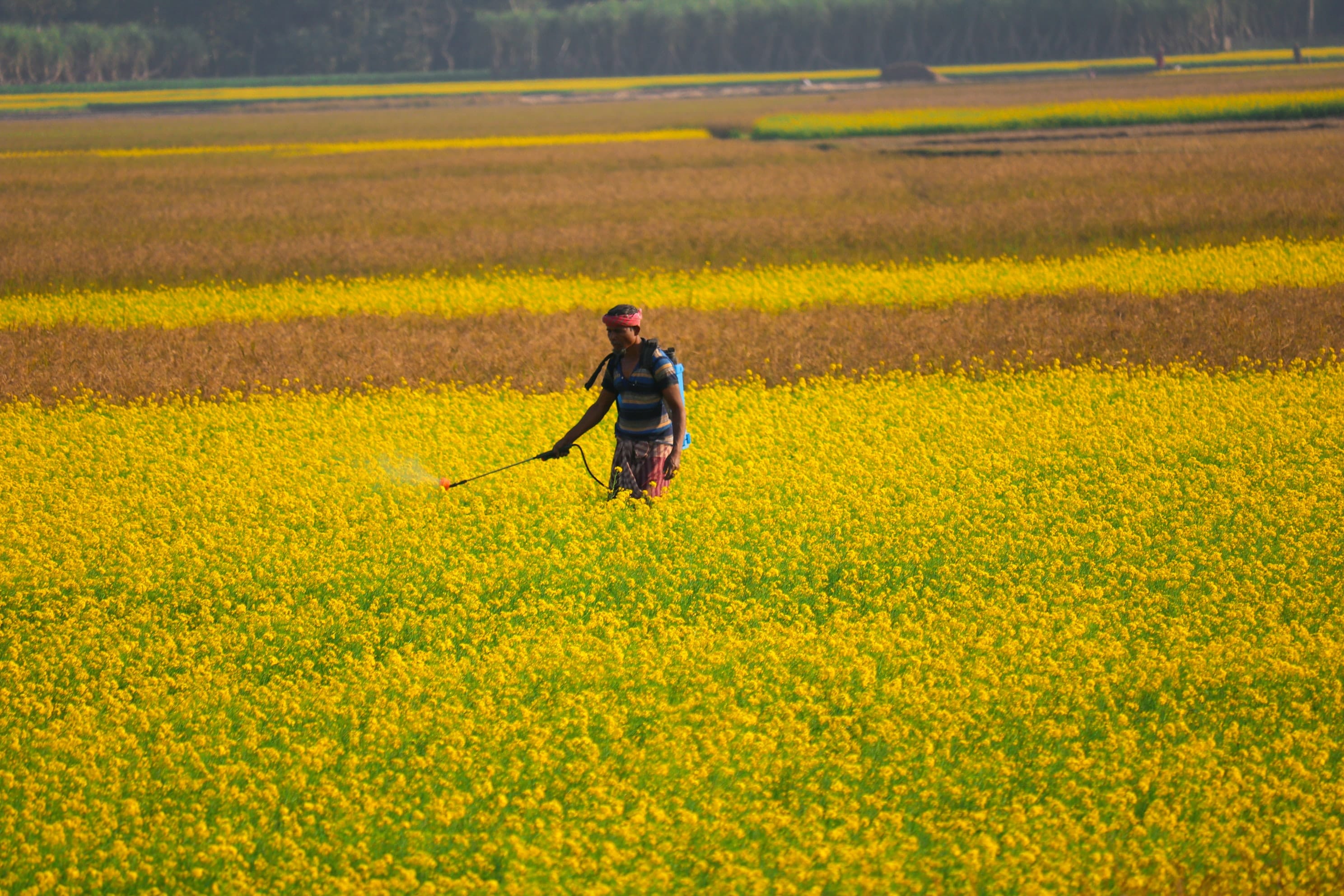 Government Revises Crop Residue Management Guidelines