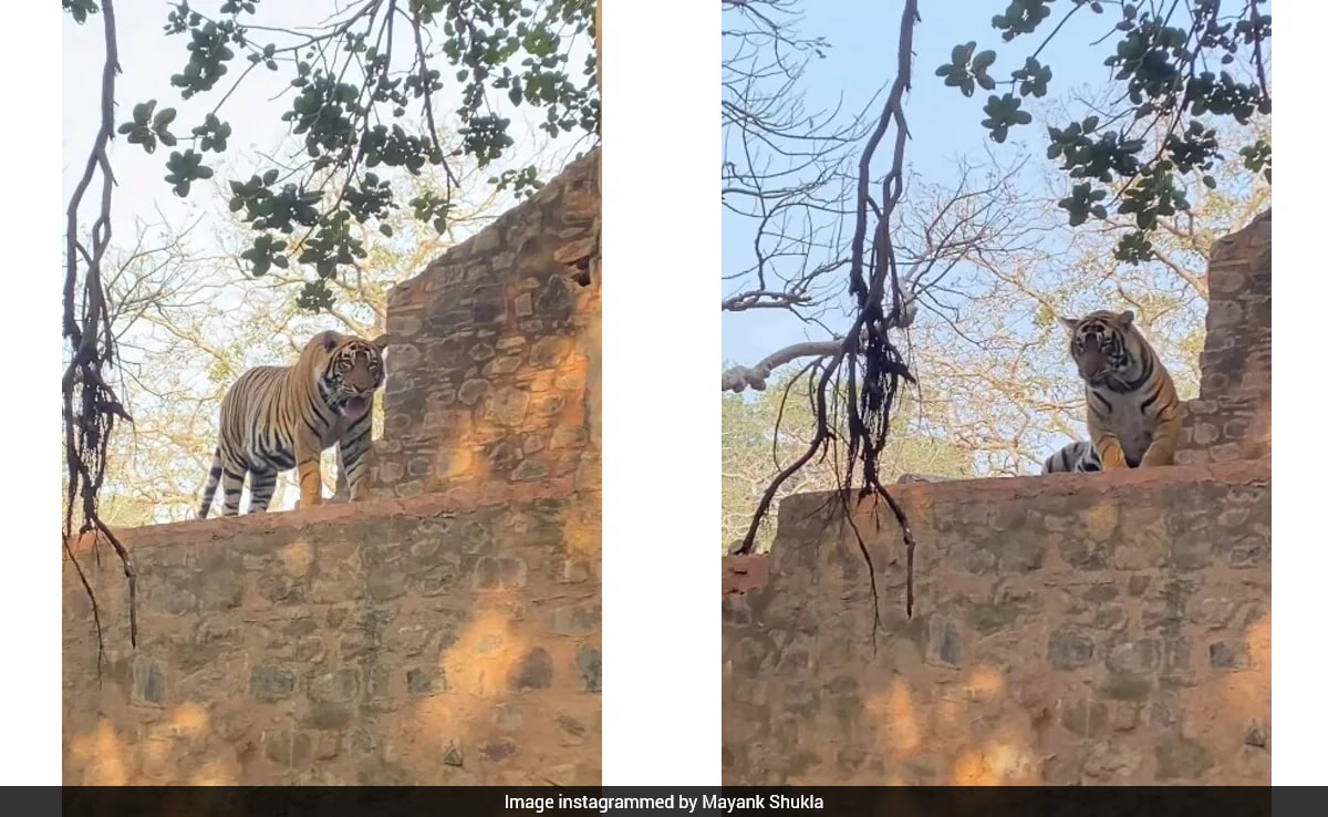 Tiger Appears Feet Away from Tourists in Ranthambore