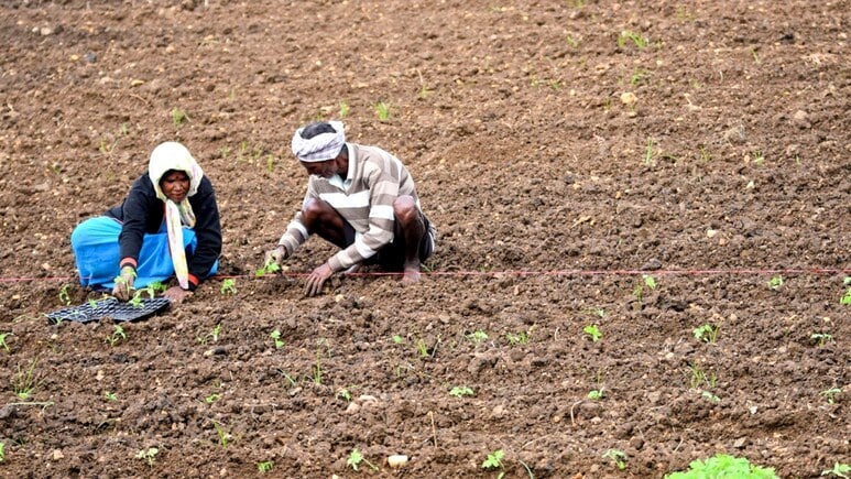 खेती-किसानी के लिए खुशखबरी: रबी सीजन में बुआई का ग्राफ चढ़ा, गेहूं बना किसानों की पहली पसंद