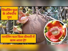 नागलिंग फल किस बीमारी में काम आता है? यहां जानें शिवलिंग फूल के औषधीय गुण,  फायदे और कसान