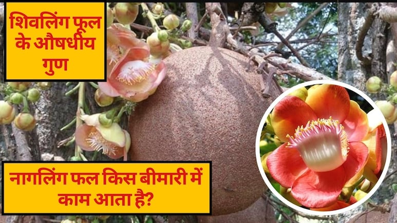 नागलिंग फल किस बीमारी में काम आता है? यहां जानें शिवलिंग फूल के औषधीय गुण,  फायदे और कसान