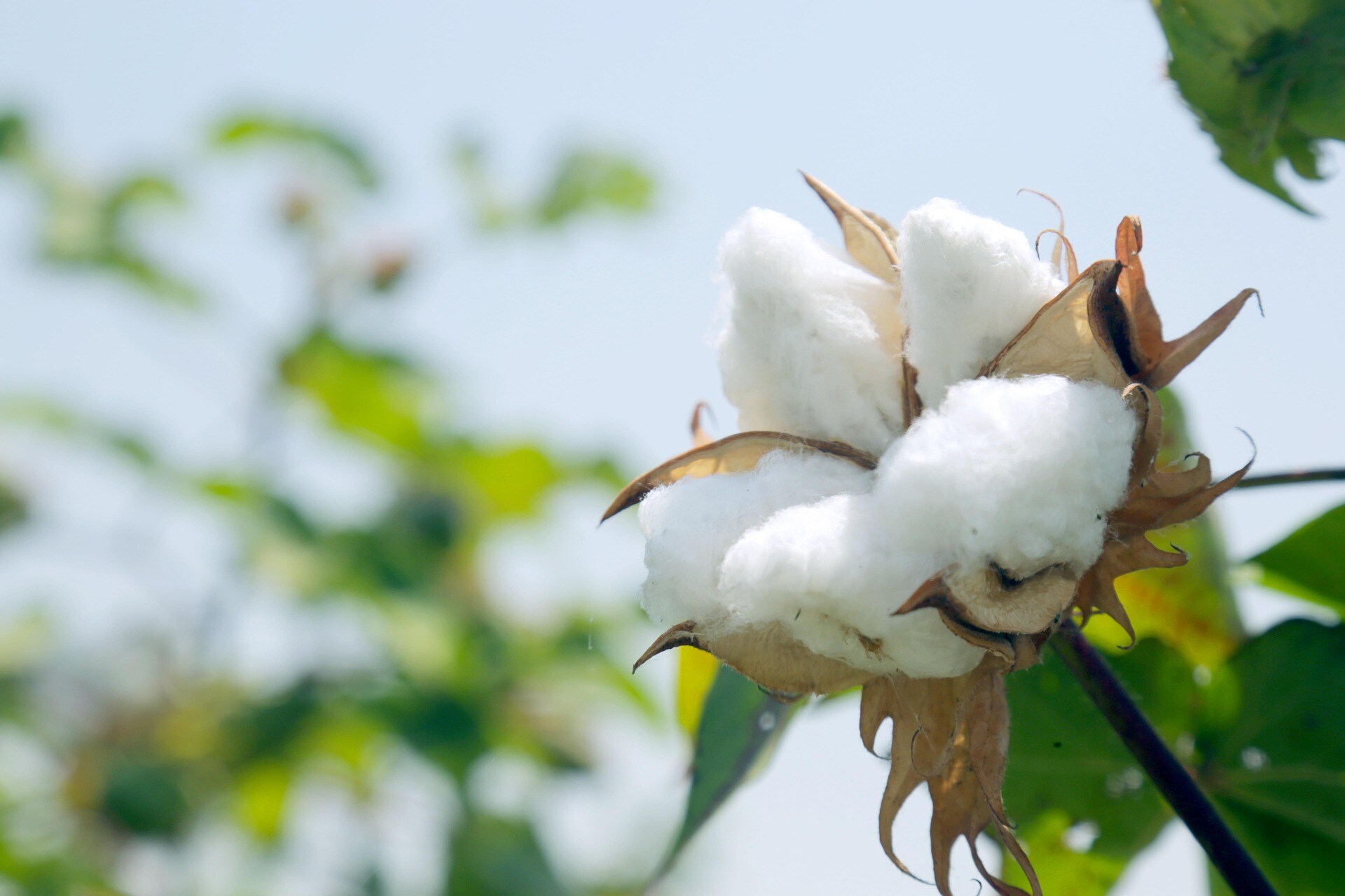 Cotton Corp. To Select Districts Across Country For Productivity Trials: Textiles Minister