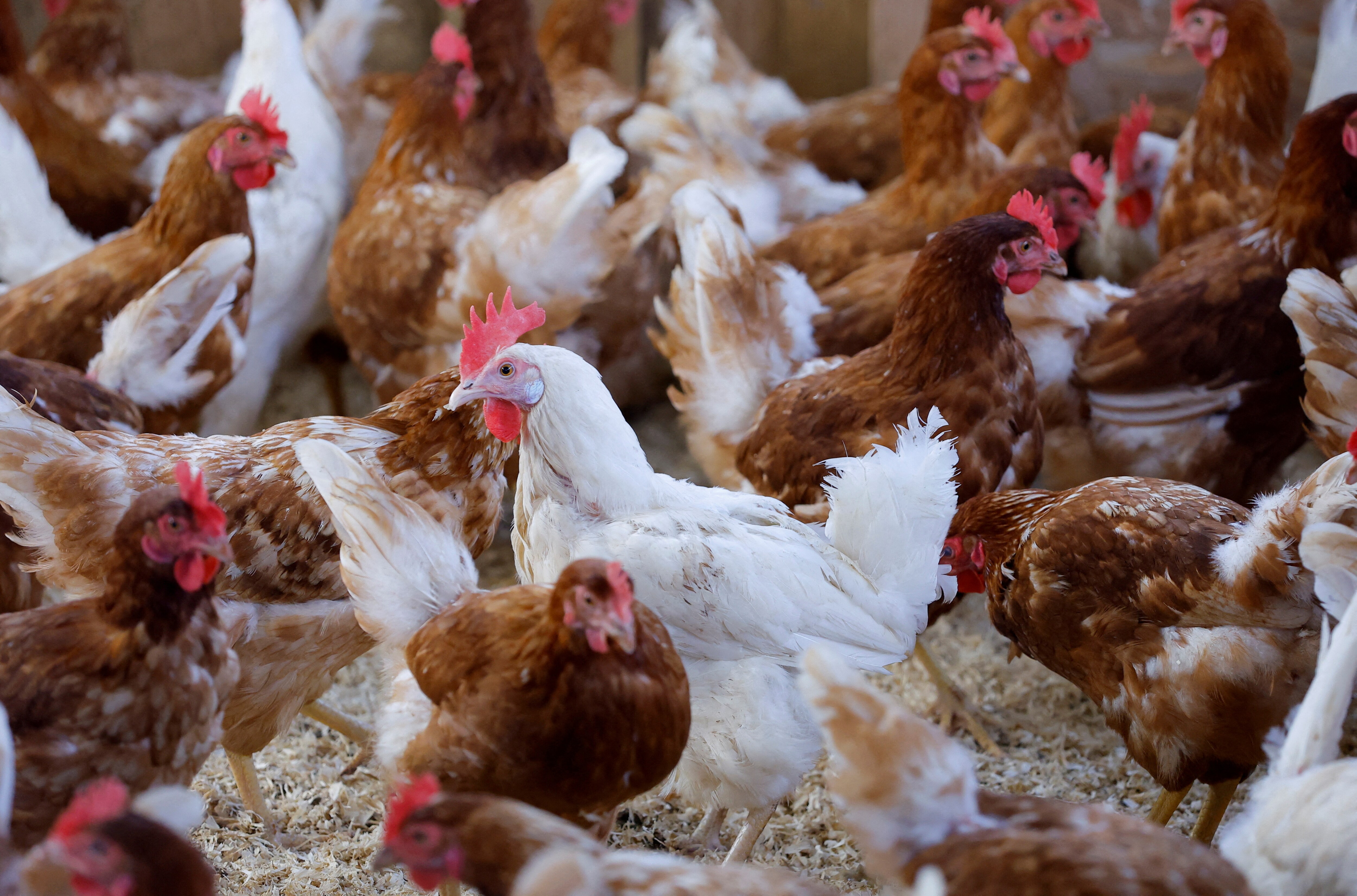 Malaysia Bans Poultry Exports In Latest Food Protectionism Move