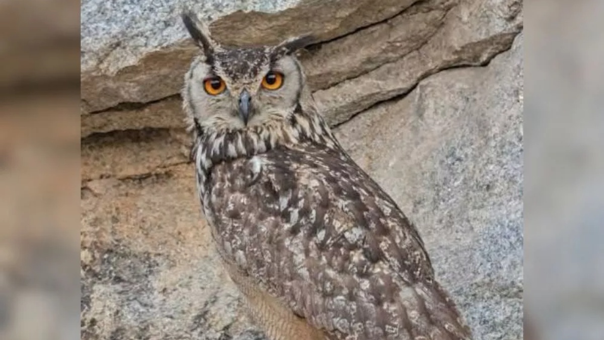 उल्लू के 5 अंडों ने खदान में महीने भर के लिए रोक दीं सारी मशीनें, जानिए क्यों