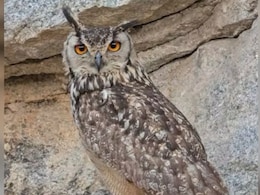 उल्लू के 5 अंडों ने खदान में महीने भर के लिए रोक दीं सारी मशीनें, जानिए क्यों