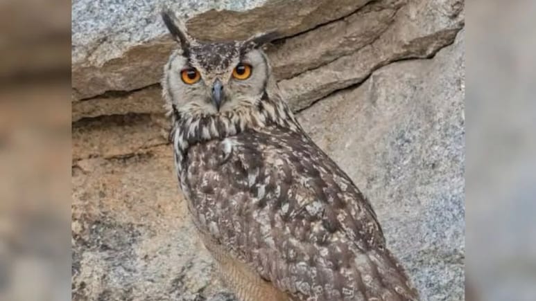 उल्लू के 5 अंडों ने खदान में महीने भर के लिए रोक दीं सारी मशीनें, जानिए क्यों