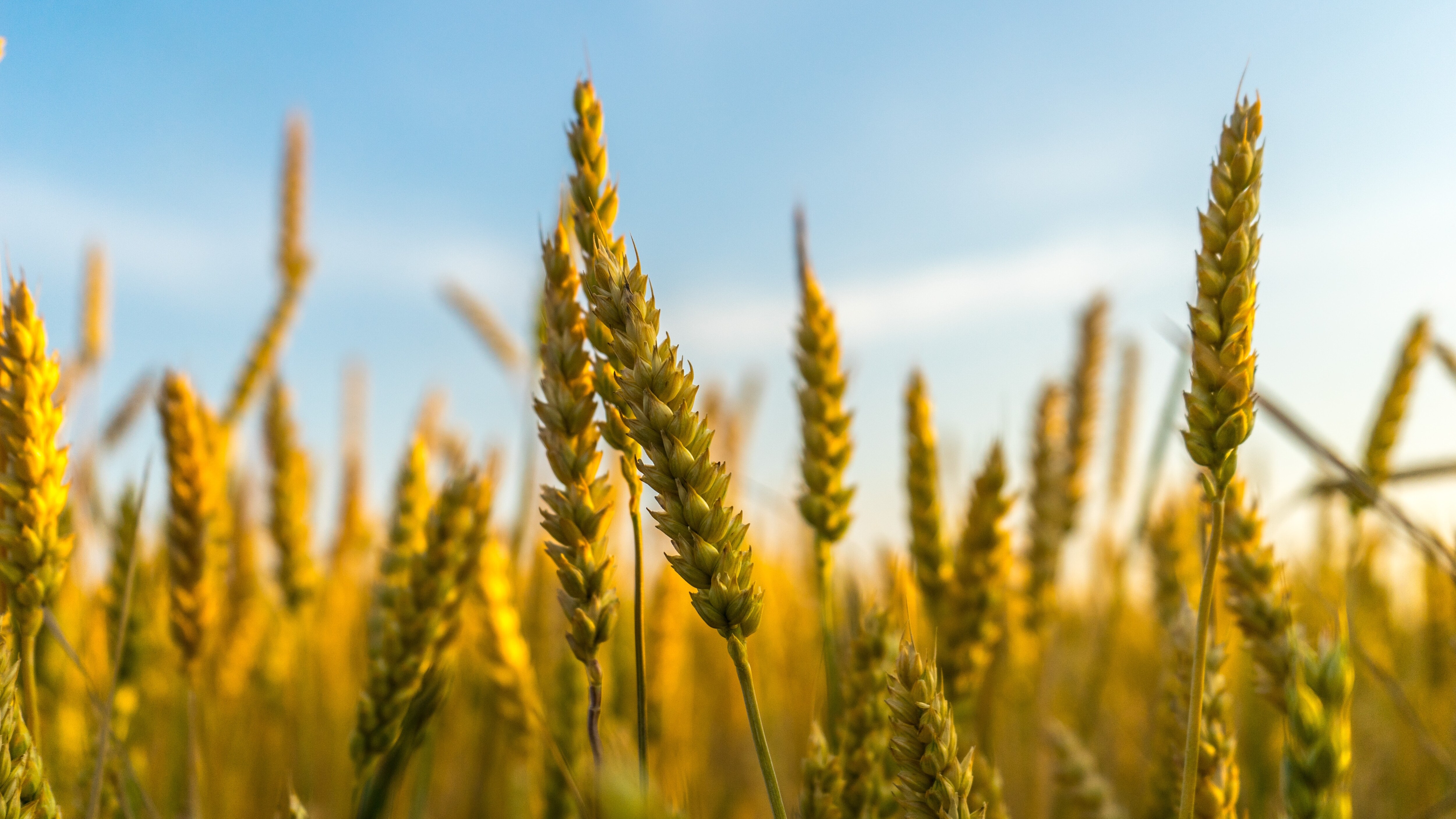 What Will It Take To Revive India&rsquo;s Almost Forgotten Grain