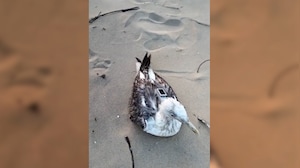 Xi-Gull: A Flying 'Spy' From China?