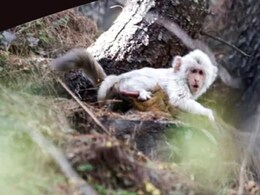 झक सफेद! हिमाचल के जंगलों में दिखा ऐसा बंदर कि वैज्ञानिक भी हैरान, देखिए