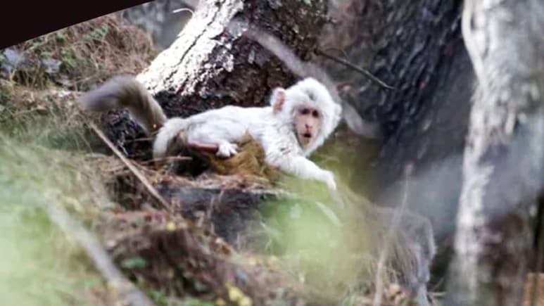 झक सफेद! हिमाचल के जंगलों में दिखा ऐसा बंदर कि वैज्ञानिक भी हैरान, देखिए