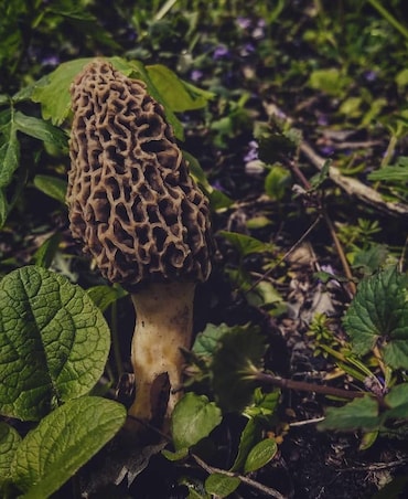 Health Benefits Of Gucchi Mushrooms