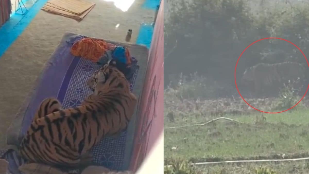 Tiger Attacks Man In Village Near Bandhavgarh Reserve, Then Sits On Cot