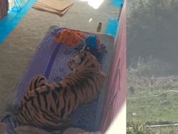 Video: Tiger Attacks Man In Village Near Bandhavgarh Reserve, Then Sits On Cot