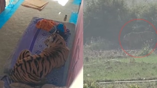 Video: Tiger Attacks Man In Village Near Bandhavgarh Reserve, Then Sits On Cot