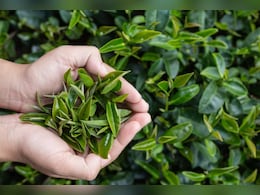 भारत में उगने वाली ये पत्तियां लाखों में क्यों बिक रही हैं...एक घूंट की कीमत हजारों में