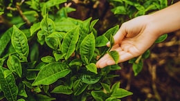 Expensive Leaves: भारतात पिकणाऱ्या 'या' पानांना सोन्यासारखी किंमत! लाखोंचा मिळतोय भाव; असं काय आहे खास?