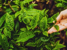 Expensive Leaves: भारतात पिकणाऱ्या 'या' पानांना सोन्यासारखी किंमत! लाखोंचा मिळतोय भाव; असं काय आहे खास?