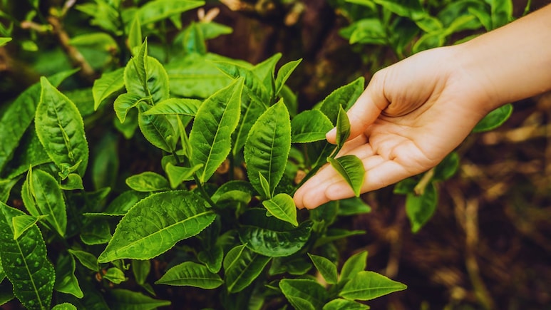 Expensive Leaves: भारतात पिकणाऱ्या 'या' पानांना सोन्यासारखी किंमत! लाखोंचा मिळतोय भाव; असं काय आहे खास?