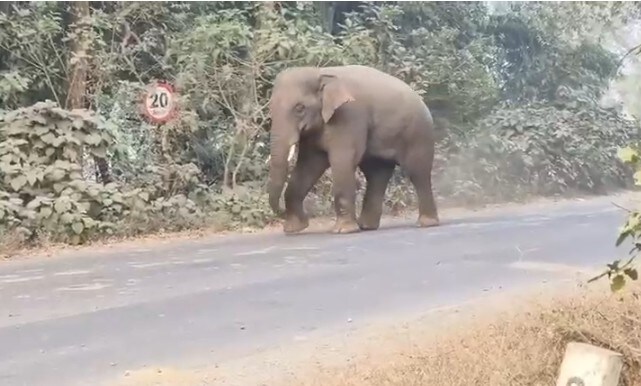 4 Of Family Among 6 Trampled To Death By Wild Elephants In Jharkhand