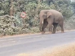 4 Of Family Among 6 Trampled To Death By Wild Elephants In Jharkhand