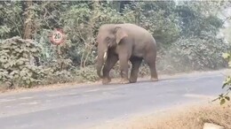 4 Of Family Among 6 Trampled To Death By Wild Elephants In Jharkhand