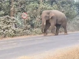 4 Of Family Among 6 Trampled To Death By Wild Elephants In Jharkhand