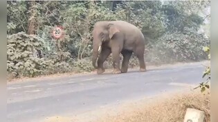 ओडिशा के बालासोर में हाथियों का उत्पात, कुचलकर एक शख्स की मौत, 10 स्कूल बंद