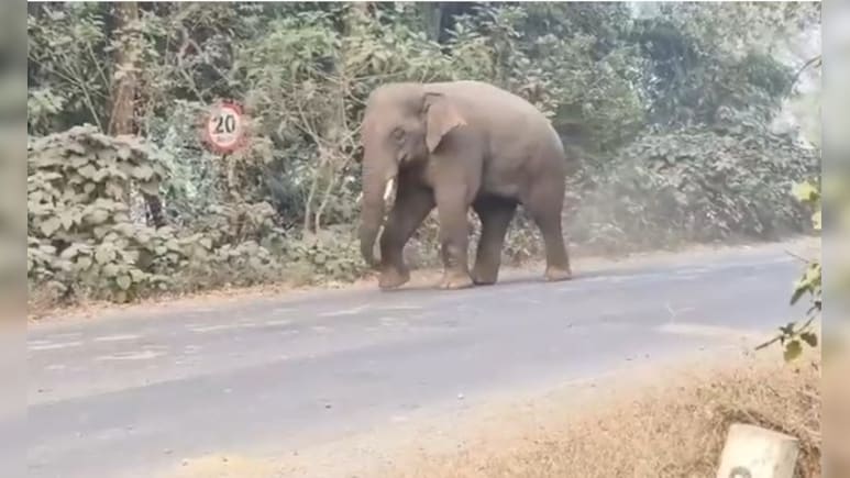 ओडिशा के बालासोर में हाथियों का उत्पात, कुचलकर एक शख्स की मौत, 10 स्कूल बंद