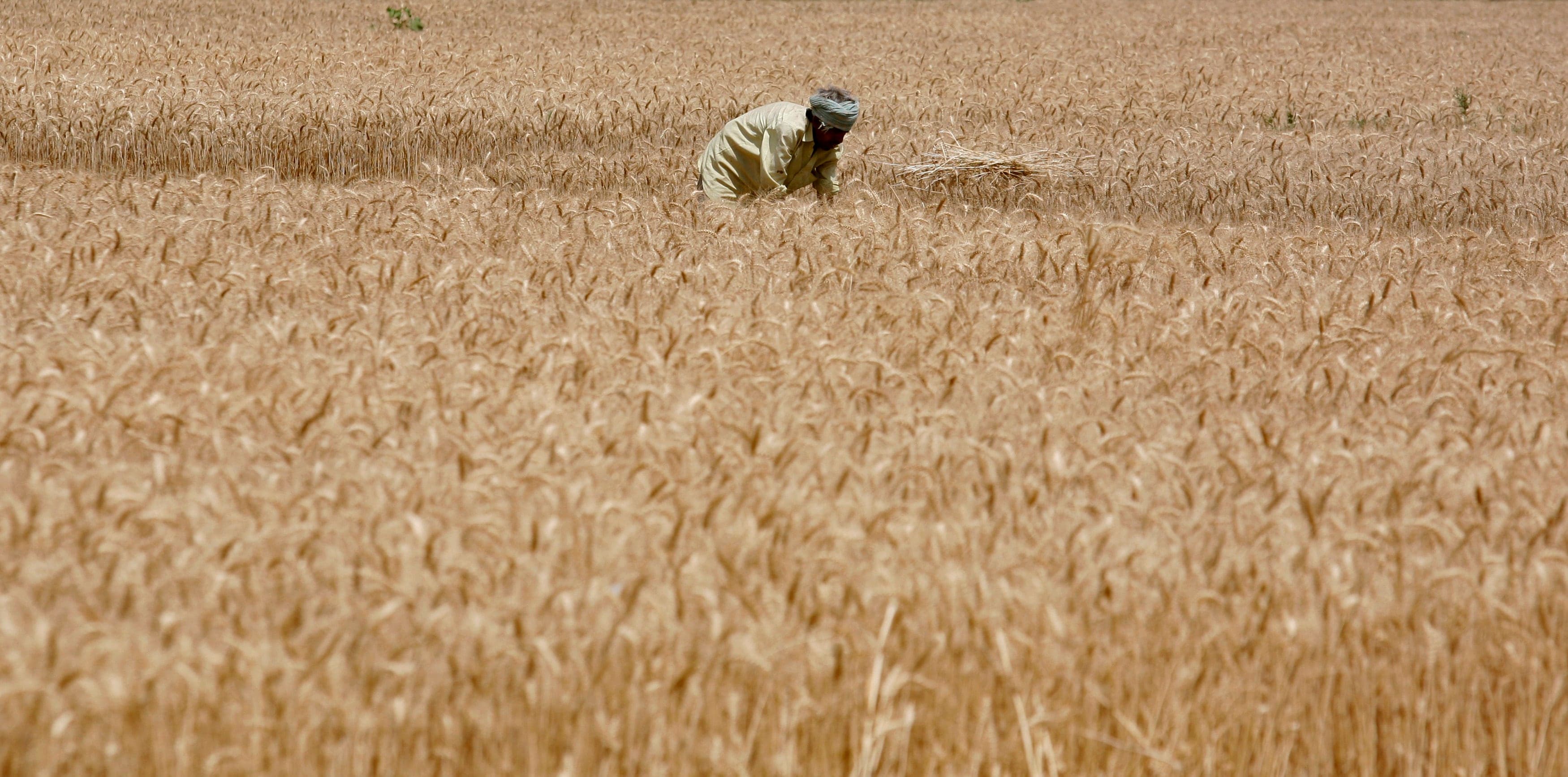 India Defends Its Decision To Ban Rice, Wheat Exports At WTO