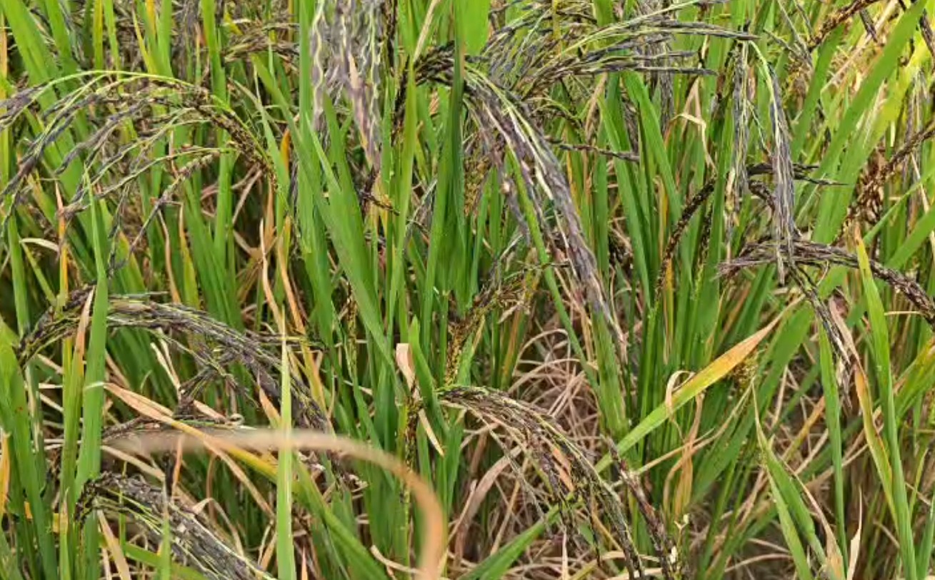 देश में ₹300 तो विदेशों में ₹1500 किलो काला नमक चावल, वैशाली के किसानों की नई पहचान बना 'बुद्ध का महाप्रसाद'