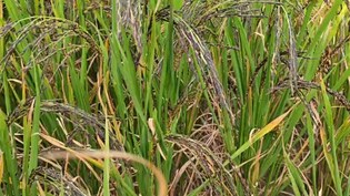 देश में ₹300 तो विदेशों में ₹1500 किलो काला नमक चावल, वैशाली के किसानों की नई पहचान बना 'बुद्ध का महाप्रसाद'