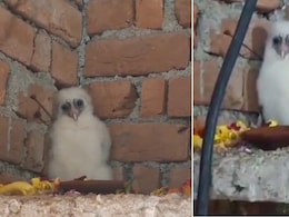 गांव में आया सफेद उल्लू, लोगों ने गरुड़ मान शुरू किया भजन-कीर्तन, देखिए VIDEO