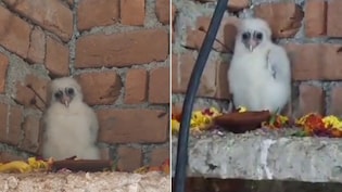 गांव में आया सफेद उल्लू, लोगों ने गरुड़ मान शुरू किया भजन-कीर्तन, देखिए VIDEO