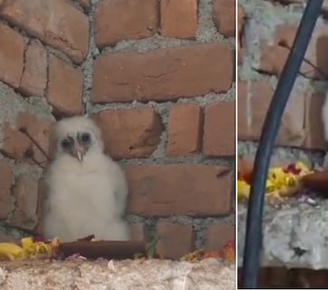 गांव में आया सफेद उल्लू, लोगों ने गरुड़ मान शुरू किया भजन-कीर्तन, देखिए VIDEO