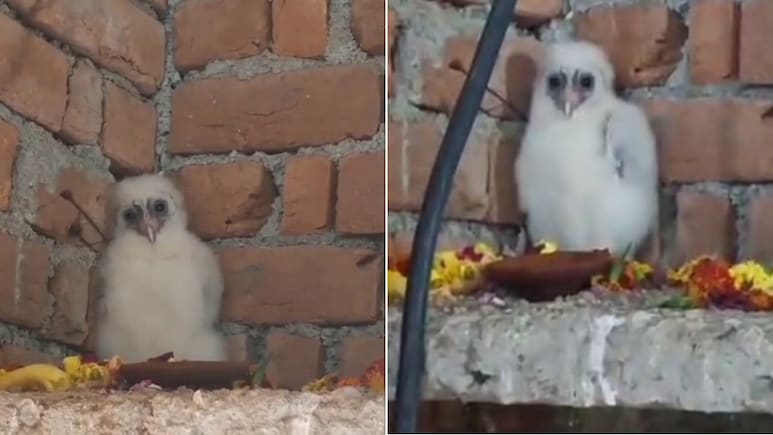 गांव में आया सफेद उल्लू, लोगों ने गरुड़ मान शुरू किया भजन-कीर्तन, देखिए VIDEO